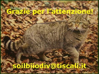 Grazie per l’attenzione!
soilbiiodiv@tiscali.it
 