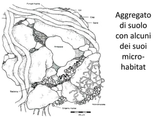Aggregato
di suolo
con alcuni
dei suoi
micro-
habitat
 
