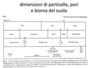 dimensioni di particelle, pori
e bioma del suolo
 