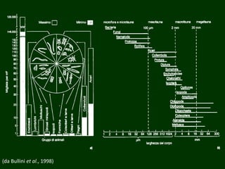 (da Bullini et al., 1998)
 