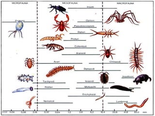 Pedofauna