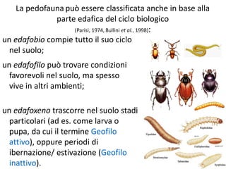 un edafobio compie tutto il suo ciclo
nel suolo;
La pedofauna può essere classificata anche in base alla
parte edafica del ciclo biologico
(Parisi, 1974, Bullini et al., 1998):
un edafofilo può trovare condizioni
favorevoli nel suolo, ma spesso
vive in altri ambienti;
un edafoxeno trascorre nel suolo stadi
particolari (ad es. come larva o
pupa, da cui il termine Geofilo
attivo), oppure periodi di
ibernazione/ estivazione (Geofilo
inattivo).
 