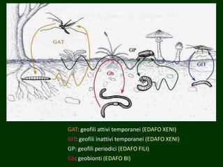 GAT: geofili attivi temporanei (EDAFO XENI)
GIT: geofili inattivi temporanei (EDAFO XENI)
GP: geofili periodici (EDAFO FILI)
Gb: geobionti (EDAFO BI)
 
