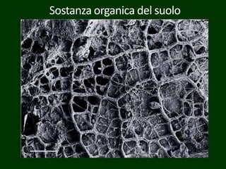 Sostanza organica del suolo
 