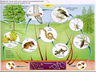 Pedofauna