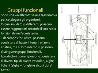 Gruppi funzionali
Sono una via alternativa alla tassonomia
per catalogare gli organismi.
Organismi di taxa differenti possono
essere raggruppati secondo il loro ruolo
funzionale nell’ecosistema.
I decompositori ad es. possono
consistere di batteri, funghi e fauna
edafica, ma al loro interno si possono
distinguere gruppi funzionali.
I produttori primari possono consistere
di diversi tipi di piante vascolari, alghe,
licheni (alghe + funghi) e alcuni tipi di
batteri.
 