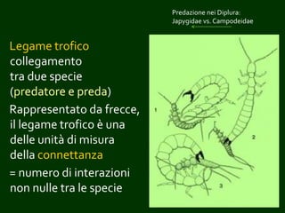 Legame trofico
collegamento
tra due specie
(predatore e preda)
Rappresentato da frecce,
il legame trofico è una
delle unità di misura
della connettanza
= numero di interazioni
non nulle tra le specie
Predazione nei Diplura:
Japygidae vs. Campodeidae
 