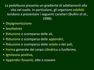 La pedofauna presenta un gradiente di adattamenti alla
vita nel suolo. In particolare, gli organismi edafobi
tendono a presentare i seguenti caratteri (Bullini et al.,
1998):
• Depigmentazione
• Anoftalmia
• Riduzione o scomparsa delle ali,
• Riduzione o scomparsa delle appendici,
• Riduzione o scomparsa delle setole o dei peli,
• Forma generale del corpo cilindrica o fusiforme,
• Igrotassia positiva,
• Appendici fossorie, atte a scavare.
 