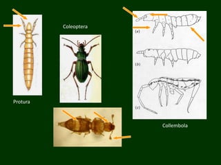 Protura
Collembola
Coleoptera
 