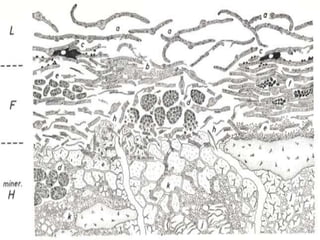 Pedofauna