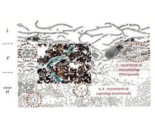f - escrementi di
macrofitofagi
(Phtiracaridi)
e, k - escrementi di
coprofagi (enchitreidi)
 