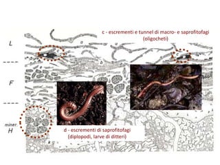 c - escrementi e tunnel di macro- e saprofitofagi
(oligocheti)
d - escrementi di saprofitofagi
(diplopodi, larve di ditteri)
 
