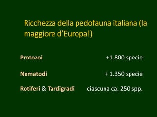 Ricchezza della pedofauna italiana (la
maggiore d’Europa!)
Protozoi +1.800 specie
Nematodi + 1.350 specie
Rotiferi & Tardigradi ciascuna ca. 250 spp.
 