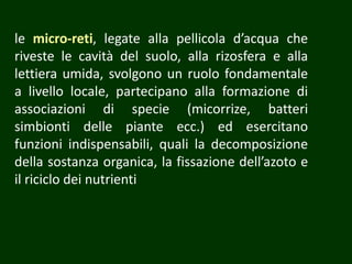 le micro-reti, legate alla pellicola d’acqua che
riveste le cavità del suolo, alla rizosfera e alla
lettiera umida, svolgono un ruolo fondamentale
a livello locale, partecipano alla formazione di
associazioni di specie (micorrize, batteri
simbionti delle piante ecc.) ed esercitano
funzioni indispensabili, quali la decomposizione
della sostanza organica, la fissazione dell’azoto e
il riciclo dei nutrienti
 
