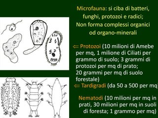  Protozoi (10 milioni di Amebe
per mq, 1 milione di Ciliati per
grammo di suolo; 3 grammi di
protozoi per mq di prato;
20 grammi per mq di suolo
forestale)
Microfauna: si ciba di batteri,
funghi, protozoi e radici;
Non forma complessi organici
od organo-minerali
 Tardigradi (da 50 a 500 per mq)
Nematodi (10 milioni per mq in
prati, 30 milioni per mq in suoli
di foresta; 1 grammo per mq)
 