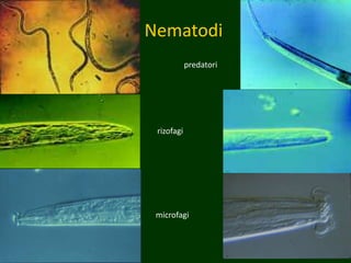 Nematodi
predatori
rizofagi
microfagi
 