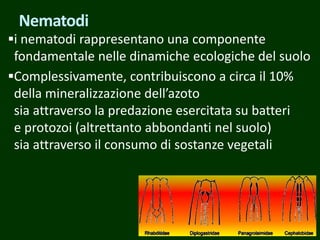 i nematodi rappresentano una componente
fondamentale nelle dinamiche ecologiche del suolo
Complessivamente, contribuiscono a circa il 10%
della mineralizzazione dell’azoto
sia attraverso la predazione esercitata su batteri
e protozoi (altrettanto abbondanti nel suolo)
sia attraverso il consumo di sostanze vegetali
Nematodi
 
