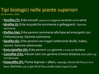 Tipi biologici nelle piante superiori
(da Raunkiaer, 1934)
• Terofite (T): Erbe annuali: passano la stagione avversa come seme
• Idrofite (I): Erbe acquatiche sommerse o galleggianti. Gemme
sommerse
• Elofite (He): Erbe perenni sommerse alla base ed emergenti con
l’infiorescenza. Gemme sommerse
• Geofite (G): Erbe perenni con organi sotterranei (bulbi, tuberi,
rizomi). Gemme sotterranee
• Emicriptofite (H): Erbe perenni con gemme a livello del terreno
• Camefite (Ch): Arbusti nani con gemme a breve distanza (non oltre i 30
cm) dal suolo
• Fanerofite (P): Piante legnose = alberi, cespugli, arbusti alti fino a 1 m e
liane. Gemme a più di 30 cm (e fino a molti metri) sopra il suolo
 