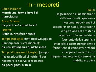 m - mesoreti
Ruolo:
regolazione e disseminazione
delle micro-reti, apertura e
rivestimento dei canali di
aerazione del suolo, triturazione
e digestione della materia
organica in decomposizione
(aumento della superficie
attaccabile dai microrganismi) e
formazione di complessi organici
ed organico-minerali, che
sequestrano alcune sostanze e ne
mobilizzano altre
Composizione:
mesofauna, forme larvali di
macrofauna
Area d’azione:
da pochi cm2 a qualche m2
Habitat:
lettiera, rizosfera e suolo
Tempo ecologico (tempo di sviluppo di
una sequenza successionale):
da una settimana a qualche mese
Tempo di turnover biologico (tempo
necessario ai flussi di nutrienti per
ricolmare le riserve consumate):
da pochi giorni a mesi
 