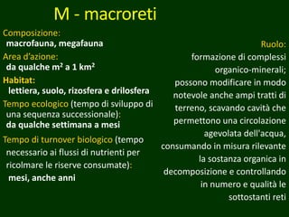 Composizione:
macrofauna, megafauna
Area d’azione:
da qualche m2 a 1 km2
Habitat:
lettiera, suolo, rizosfera e drilosfera
Tempo ecologico (tempo di sviluppo di
una sequenza successionale):
da qualche settimana a mesi
Tempo di turnover biologico (tempo
necessario ai flussi di nutrienti per
ricolmare le riserve consumate):
mesi, anche anni
M - macroreti
Ruolo:
formazione di complessi
organico-minerali;
possono modificare in modo
notevole anche ampi tratti di
terreno, scavando cavità che
permettono una circolazione
agevolata dell'acqua,
consumando in misura rilevante
la sostanza organica in
decomposizione e controllando
in numero e qualità le
sottostanti reti
 