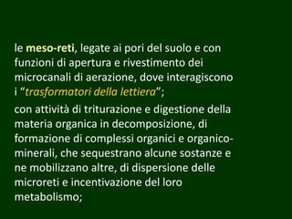 le meso-reti, legate ai pori del suolo e con
funzioni di apertura e rivestimento dei
microcanali di aerazione, dove interagiscono
i “trasformatori della lettiera”;
con attività di triturazione e digestione della
materia organica in decomposizione, di
formazione di complessi organici e organico-
minerali, che sequestrano alcune sostanze e
ne mobilizzano altre, di dispersione delle
microreti e incentivazione del loro
metabolismo;
 