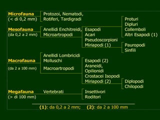 Microfauna Protozoi, Nematodi,
(< di 0,2 mm) Rotiferi, Tardigradi Proturi
Dipluri
Mesofauna Anellidi Enchitreidi, Esapodi Collemboli
(da 0,2 a 2 mm) Microartropodi Acari Altri Esapodi (1)
Pseudoscorpioni
Miriapodi (1) Pauropodi
Sinfili
Anellidi Lombricidi
Macrofauna Molluschi Esapodi (2)
(da 2 a 100 mm) Macroartropodi
Araneidi,
Opilionidi
Crostacei Isopodi
Miriapodi (2) Diplopodi
Chilopodi
Megafauna Vertebrati Insettivori
(> di 100 mm) Roditori
_________________________________________
(1): da 0,2 a 2 mm; (2): da 2 a 100 mm
 