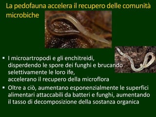 La pedofauna accelera il recupero delle comunità
microbiche
 I microartropodi e gli enchitreidi,
disperdendo le spore dei funghi e brucando
selettivamente le loro ife,
accelerano il recupero della microflora
 Oltre a ciò, aumentano esponenzialmente le superfici
alimentari attaccabili da batteri e funghi, aumentando
il tasso di decomposizione della sostanza organica
 
