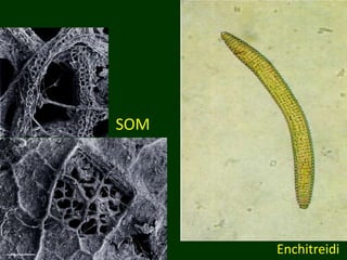 Enchitreidi
SOM
 