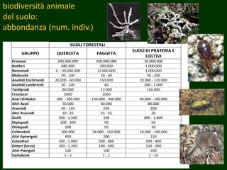 biodiversità animale
del suolo:
abbondanza (num. indiv.)
SUOLI FORESTALI
GRUPPO QUERCETA FAGGETA
SUOLI DI PRATERIA E
COLTIVI
Protozoi 200.000.000 200.000.000 10.000.000
Rotiferi 680.000 200.000 1.000.000
Nematodi 4. - 30.000.000 12.000.000 3.000.000
Molluschi 50 - 100 20 - 40 50 - 200
Anellidi Enchitreidi 20.000 - 60.000 150.000 20.000 - 120.000
Anellidi Lumbricidi 50 - 100 40 300 - 1.000
Tardigradi 80.000 13.000 150.000
Crostacei 2000 1000 -
Acari Oribatei 100. - 300.000 150.000 - 360.000 40.000 - 100.000
Altri Acari 50.000 60.000 80.000
Araneidi 50 - 120 230 200
Altri Aracnidi 10 - 25 25 - 55 20
Sinfili 500 - 1.500 100 800 - 1.800
Diplopodi 100 - 300 50 50
Chilopodi 100 50 30
Collemboli 200.000 58.000 - 150.000 10.000 - 100.000
Altri Apterigoti 400 200 150
Coleotteri 200 - 1.000 200 - 800 300 - 800
Ditteri (larve) 300 - 1.200 100 - 400 100 - 300
Altri Pterigoti 100 100 200
Vertebrati 1 - 5 1 - 2 2 - 10
 