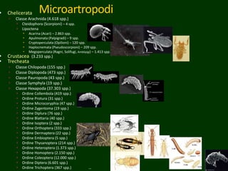 Microartropodi Chelicerata
 Classe Arachnida (4.618 spp.)
 Cteidophora (Scorpioni) – 4 spp.
 Lipoctena
 Acarina (Acari) – 2.863 spp.
 Apulmonata (Palpigradi) – 9 spp.
 Cryptoperculata (Opilioni) – 120 spp.
 Haplocnemata (Pseudoscorpioni) – 209 spp.
 Megoperculata (Ragni, Solifugi, Amblipigi) – 1.413 spp.
 Crustacea (3.233 spp.)
 Trecheata
 Classe Chilopoda (155 spp.)
 Classe Diplopoda (473 spp.)
 Classe Pauropoda (43 spp.)
 Classe Symphyla (19 spp.)
 Classe Hexapoda (37.303 spp.)
 Ordine Collembola (419 spp.)
 Ordine Protura (31 spp.)
 Ordine Microcoryphia (47 spp.)
 Ordine Zygentoma (19 spp.)
 Ordine Diplura (76 spp.)
 Ordine Blattaria (40 spp.)
 Ordine Isoptera (2 spp.)
 Ordine Orthoptera (333 spp.)
 Ordine Dermaptera (22 spp.)
 Ordine Embioptera (5 spp.)
 Ordine Thysanoptera (214 spp.)
 Ordine Heteroptera (1.373 spp.)
 Ordine Homoptera (2.150 spp.)
 Ordine Coleoptera (12.000 spp.)
 Ordine Diptera (6.601 spp.)
 Ordine Trichoptera (367 spp.) …
 
