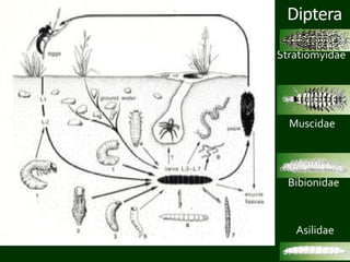 Diptera
larvae
Stratiomyidae
Muscidae
Bibionidae
Asilidae
 