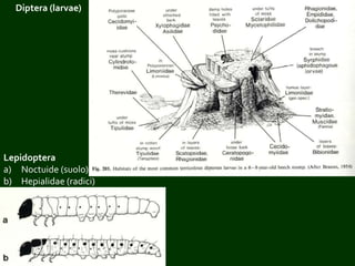 Lepidoptera
a) Noctuide (suolo)
b) Hepialidae (radici)
Diptera (larvae)
 