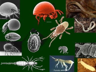 Pedofauna