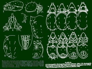 Pedofauna