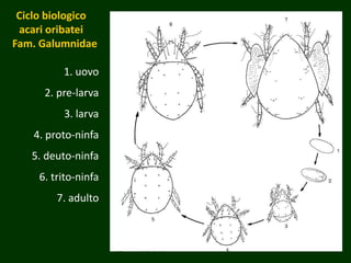 Ciclo biologico
acari oribatei
Fam. Galumnidae
1. uovo
2. pre-larva
3. larva
4. proto-ninfa
5. deuto-ninfa
6. trito-ninfa
7. adulto
 