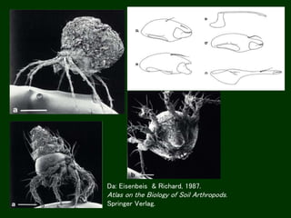 Da: Eisenbeis & Richard, 1987.
Atlas on the Biology of Soil Arthropods.
Springer Verlag.
 
