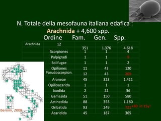 N. Totale della mesofauna italiana edafica :
Arachnida + 4,600 spp.
Ordine Fam. Gen. Spp.
Arachnida 12
351 1.376 4.618
Scorpiones 1 1 4
Palpigradi 1 1 9
Solifugae 1 1 2
Opiliones 11 43 120
Pseudoscorpion. 12 43 209
Araneae 45 323 1.411
Opilioacarida 1 1 1
Ixodida 2 22 36
Gamasida 51 150 580
Actinedida 88 355 1.160
Oribatida 93 249 721
Acaridida 45 187 365
+80 in 15y!
Bernini, 2008
 