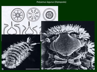 Polyxenus lagurus (Diplopoda)
 
