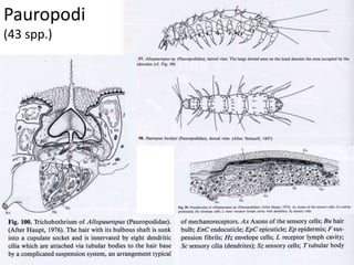 Pauropodi
(43 spp.)
 