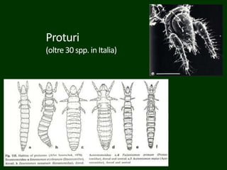 Proturi
(oltre30 spp. in Italia)
 