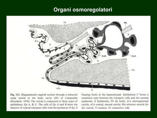Organi osmoregolatori
 