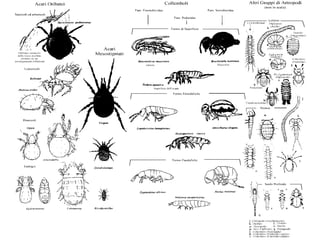 Pedofauna