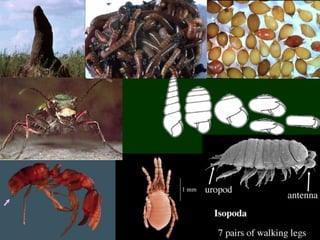 Pedofauna