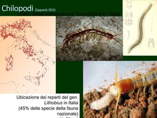Chilopodi (Zapparoli,2012)
Ubicazione dei reperti del gen.
Lithobius in Italia
(45% delle specie della fauna
nazionale)
Stato delle conoscenze faunistiche in Italia
 