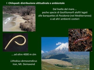 Dal livello del mare….
poche specie di Geofilomorfi alofili legati
alle banquettes di Posidonia (nel Mediterraneo)
o ad altri ambienti costieri
….ad oltre 4000 m slm
Lithobius demavendicus
Iran, Mt. Demavend
I Chilopodi: distribuzione altitudinale e ambientale
 