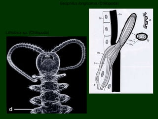 Geophilus longicornis (Chilopoda)
Lithobius sp. (Chilopoda)
 