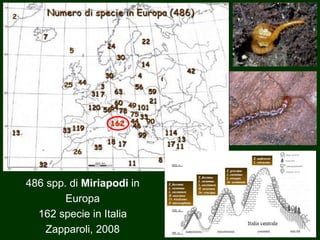 486 spp. di Miriapodi in
Europa
162 specie in Italia
Zapparoli, 2008
 