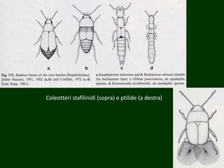 Coleotteri stafilinidi (sopra) e ptilide (a destra)
 