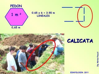 CALICATA PEDON 1 m  2 0,65 m 0.65 x 6 = 3.90 m LINEALES 