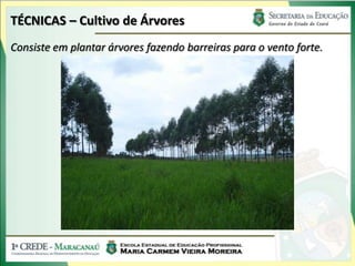 TÉCNICAS – Cultivo de Árvores
Consiste em plantar árvores fazendo barreiras para o vento forte.
 